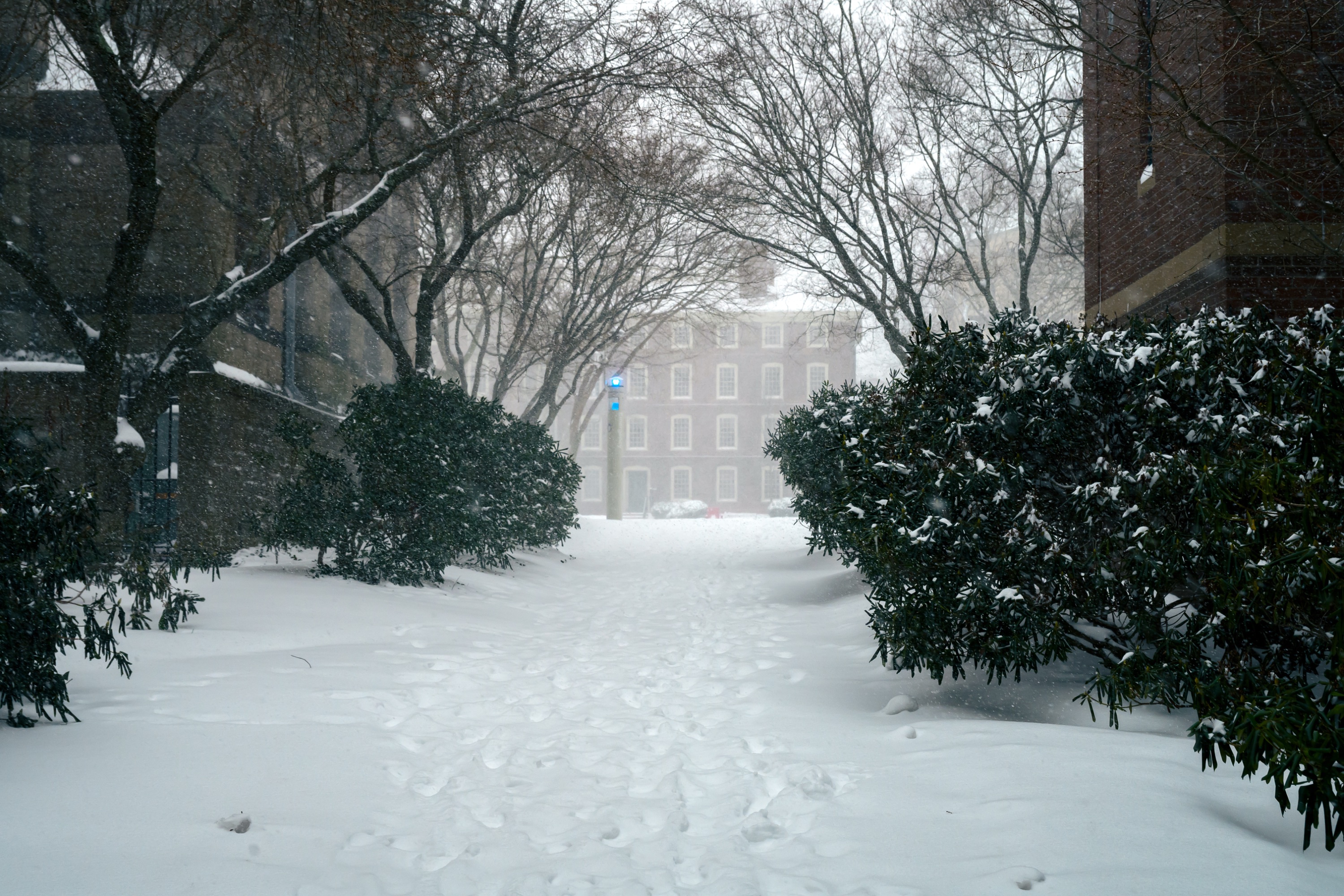 Photo of a side path bordered by bushes lightly sprinkled with snow.